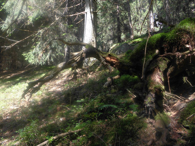 Waldstruktur