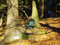 im Wald
