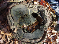 Gesicht