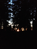 Adventslicht im Wald