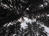 Winterwald
