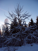Winterbaum