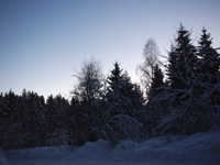Winterwald