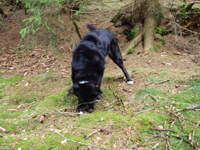 Hund und Stock