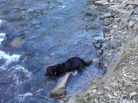 badender Hund