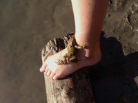 Frosch auf Fuß