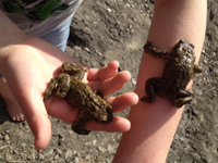 Frosch auf Händen