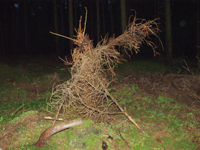 Waldmonster