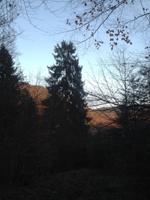 Kinder im Wald