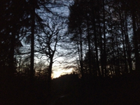 Kinder im Wald