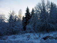 Winterwald