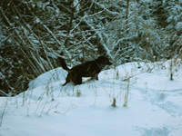 Hund imSchnee