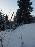 Gras im Schnee