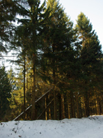 schiefe Bäume