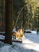 Hund und Stock