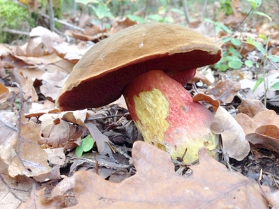 Pilz